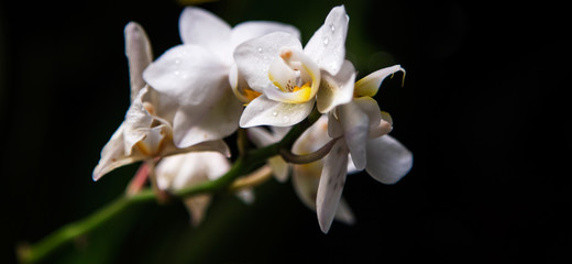  white orchid  (Orchidacea)  on a black background 