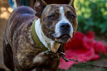 black dog's mouth close-up