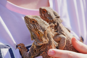two bearded dragons on a t-shirt of a girl held by a hand in the sunshine
