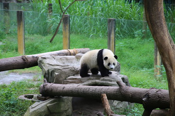 giant panda bear - 335619954