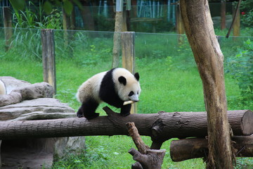 giant panda bear - 335619987