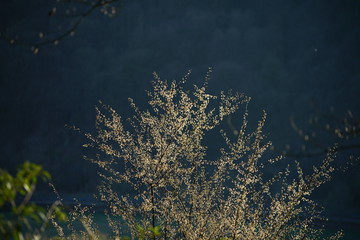 Fototapeta na wymiar Frühling mit Bäumen, Wald und Gegenlicht