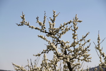 Mirabelle plums orchard flowering trees during springtime