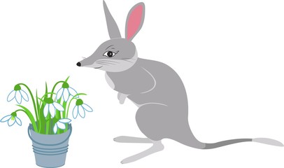 Vector illustration of bilby in cartoon simple flat style isolated on white background, label or card.