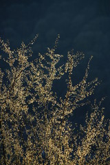 Wald zur Frühlings Zeit mit Sonnenlicht