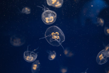 Naklejka na ściany i meble Jellyfish swimming in crystal clear water