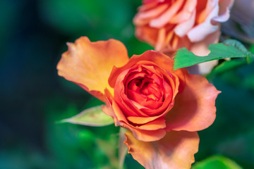 orange rose
