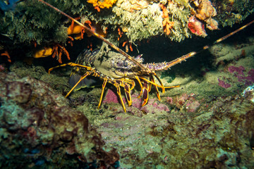 Lobster underwater with coral around