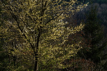 Wald zur Frühlings Zeit mit Sonnenlicht