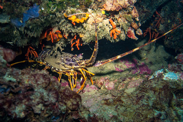 Lobster underwater with coral around - Powered by Adobe