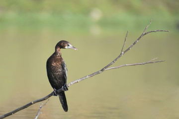Fototapeta premium The little cormorant is a member of the cormorant family of seabirds. Slightly smaller than the Indian cormorant it lacks a peaked head and has a shorter beak.