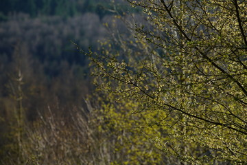 Wald zur Frühlings Zeit mit Sonnenlicht