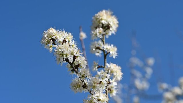 Apple or cherry tree with spring blossom and twittering of birds
