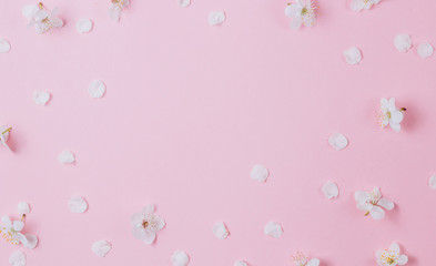Flat lay of white petals of fruit tree flowers on pink background. Spring concept. Top view
