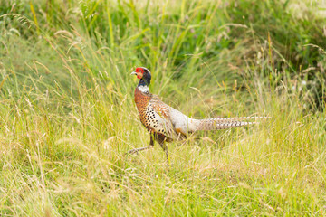 Single male pheasant strawling through the high grass
