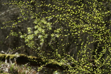 Wald zur Frühlings Zeit mit Sonnenlicht