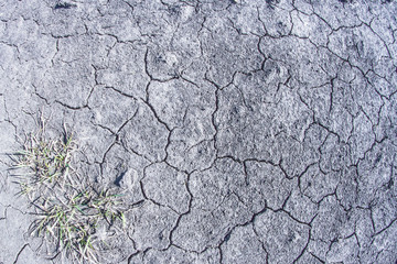 Cracked gray earth and a piece of green grass