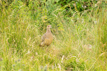 Single female pheasant strawling through the high grass