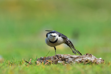 The white wagtail is a small passerine bird in the family Motacillidae, which also includes pipits and longclaws.
