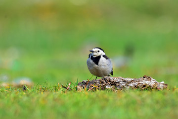 The white wagtail is a small passerine bird in the family Motacillidae, which also includes pipits and longclaws.