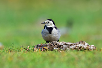 Fototapeta premium The white wagtail is a small passerine bird in the family Motacillidae, which also includes pipits and longclaws.