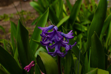 beautiful purple flowers blooming in the garden