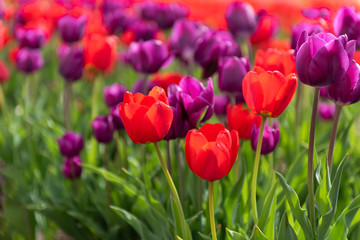 Red and Purple Tulips