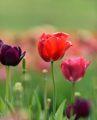 Fototapeta premium Close-up of Colorful Tulips in Field