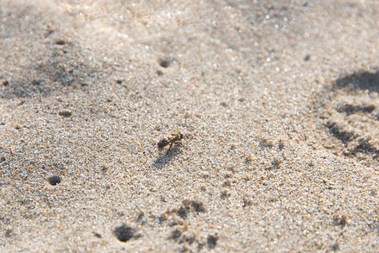 Bee in the Sand on the Beach