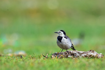 Obraz premium The white wagtail is a small passerine bird in the family Motacillidae, which also includes pipits and longclaws.