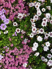 Pink, purple and white flowers, African daisy, Flowerbed