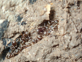 ant on the ground