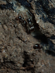 ant on the ground
