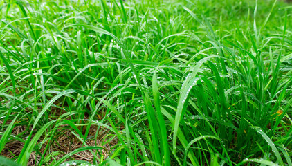 Background of dew drops on bright green grass.