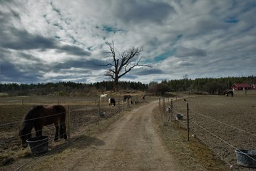 Obraz premium landscape before the rain on a horse farm