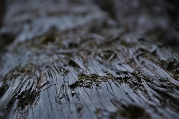 Old dry texture of tree bark in a green forest