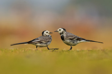 The white wagtail is a small passerine bird in the family Motacillidae, which also includes pipits and longclaws.