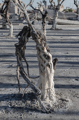 Árbol muerto