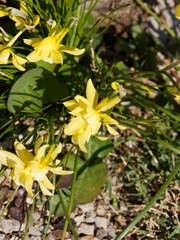 Fototapeta premium Narcisse des glénan ou narcisse larmes d'ange aux jolies fleurs parfumées et lumineuses jaune canari (Narcissus triandrus 'hawera')