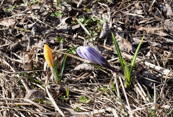 spring crocus in the grass