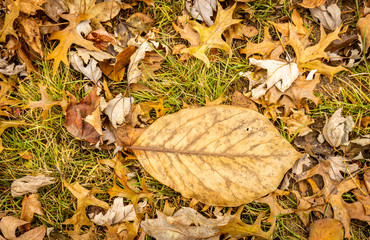 Giant fall leaf on the ground in the fall