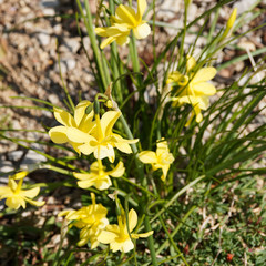 Narcisse des glénan ou narcisse larmes d'ange aux jolies fleurs parfumées et lumineuses jaune canari (Narcissus triandrus 'hawera')