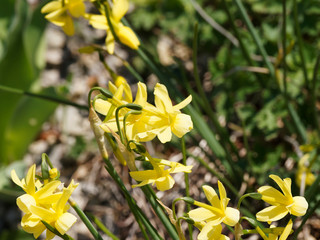 
Narcissus triandrus 'hawera' | Narcisse des glénan aux petites fleurs penchées en forme de...