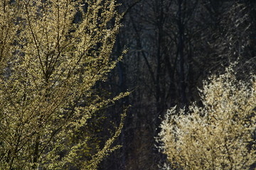 Fototapeta premium Wald zur Frühlings Zeit mit Sonnenlicht