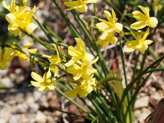 Narcissus triandrus 'hawera' | Narcisse des glénan aux petites fleurs penchées en forme de...