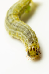 This caterpillar is barely 2 cm long and has visited the studio for a macro photoshoot. Then the caterpillar went back to the tree where it belongs.