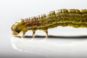 This caterpillar is barely 2 cm long and has visited the studio for a macro photoshoot. Then the caterpillar went back to the tree where it belongs.