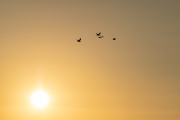 Silhouette of 4 geese flying to the high north with the setting sun. Here they will spend the summer.