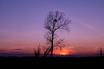 Obraz na płótnie Canvas Wunderschöner Sonnenuntergang durch die Bäume betrachtet