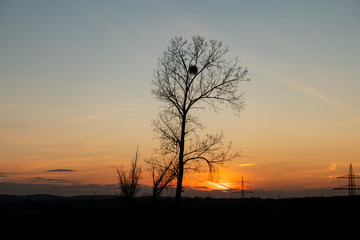 Fototapeta na wymiar Wunderschöner Sonnenuntergang durch die Bäume betrachtet